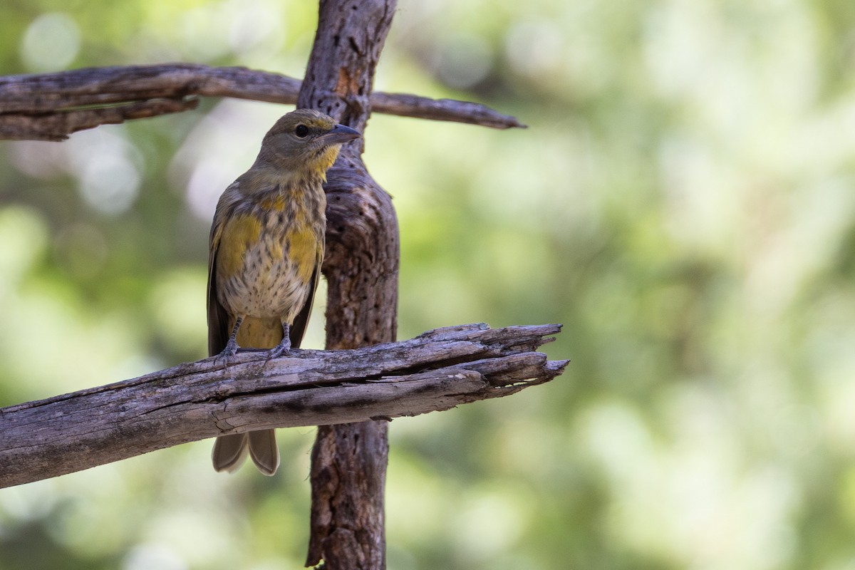 Hepatic Tanager - ML641570467