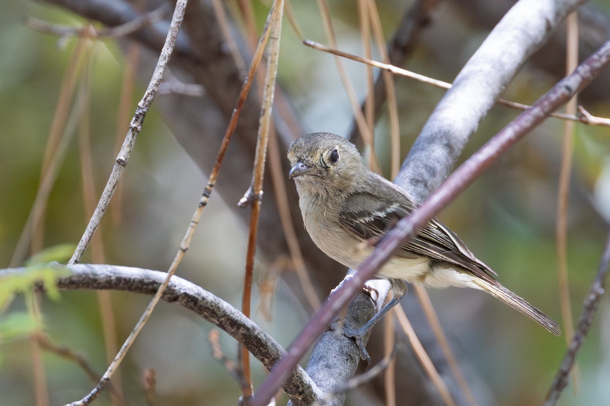 vireo sp. - ML641570483