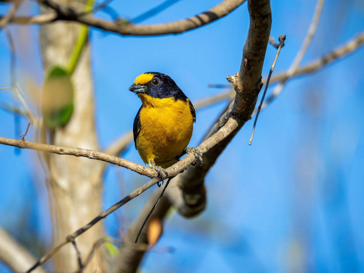 Violaceous Euphonia - ML641570503