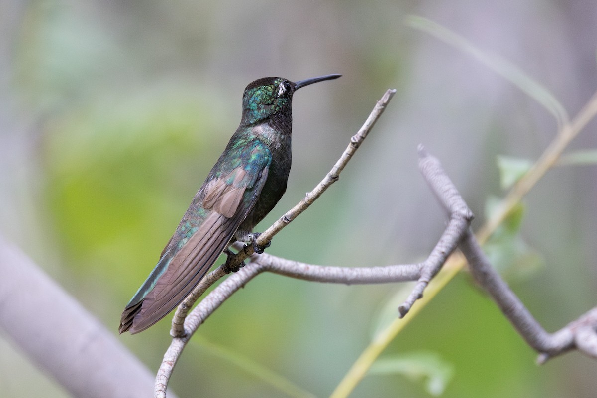 Rivoli's Hummingbird - ML641570556