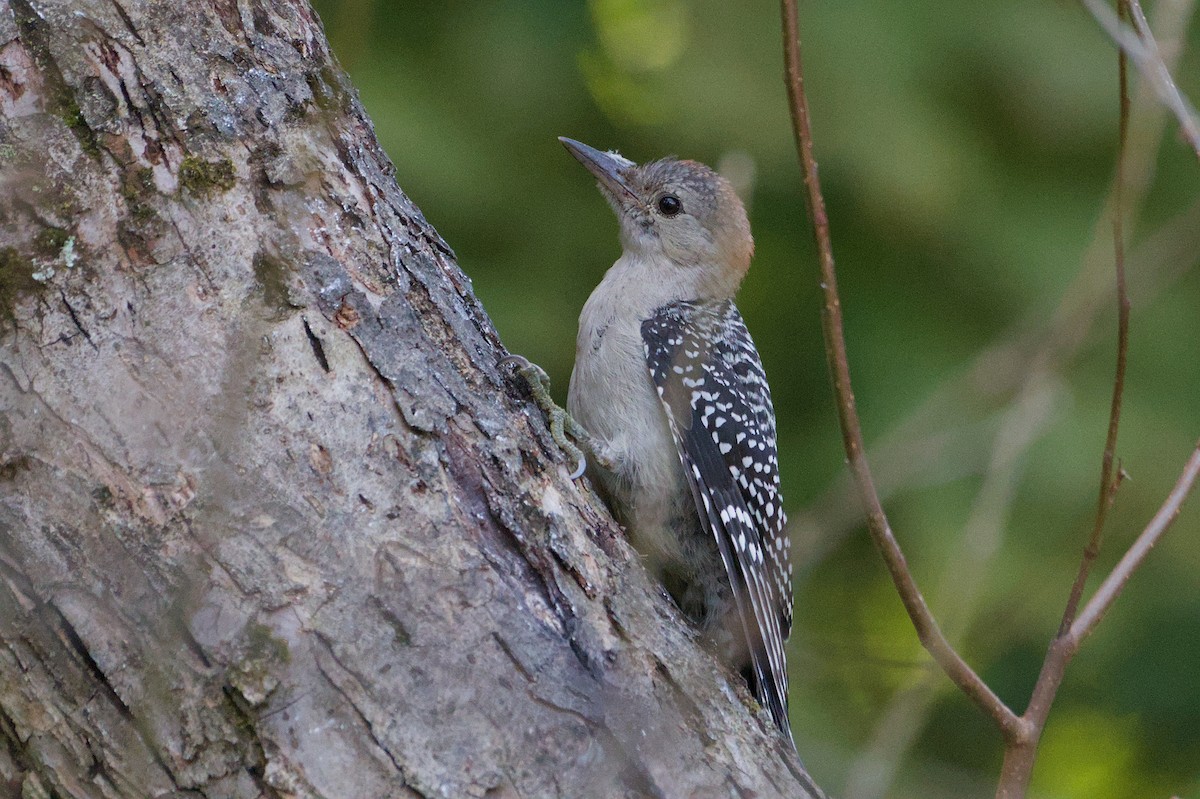 Red-bellied Woodpecker - ML641570565