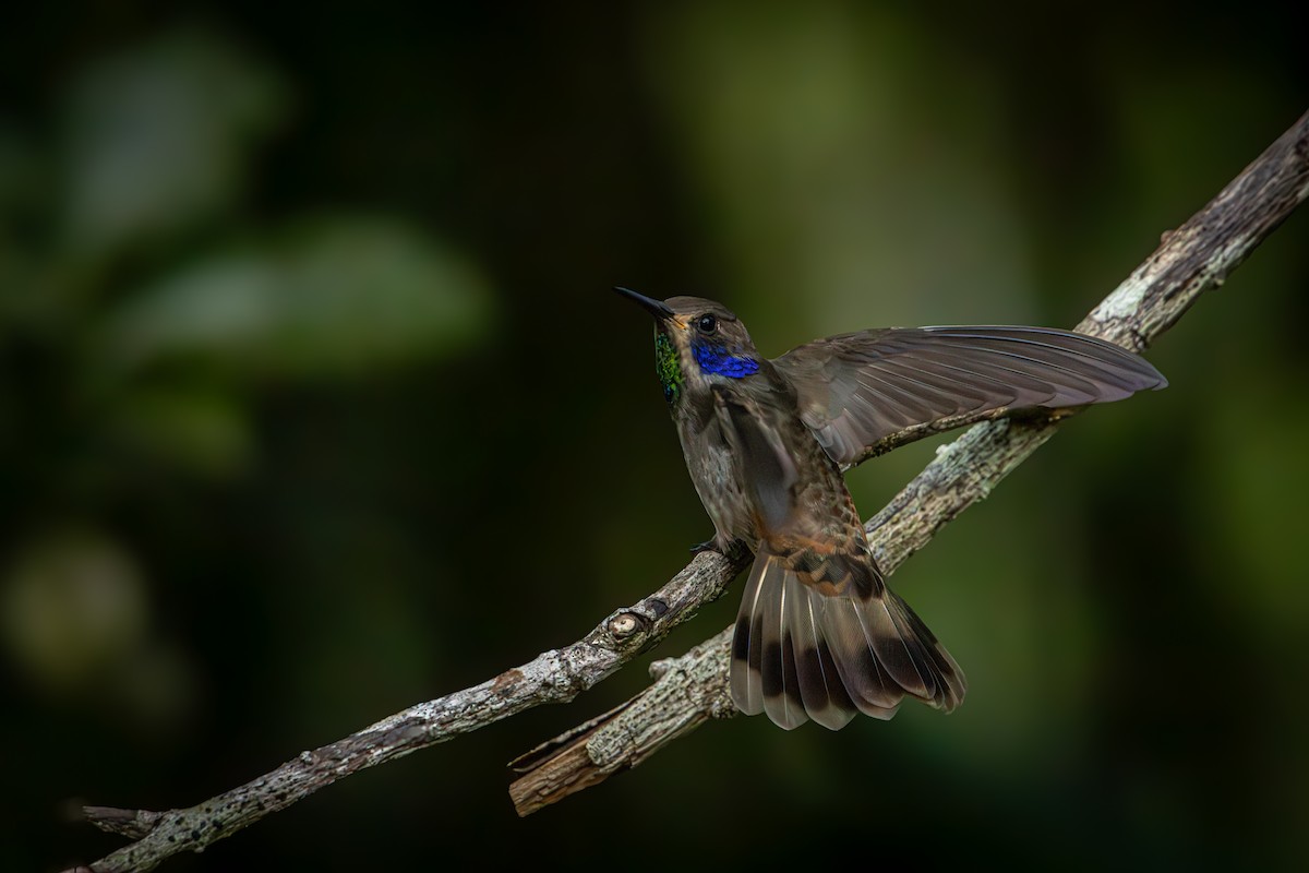 Brown Violetear - Antonio Rodriguez-Sinovas