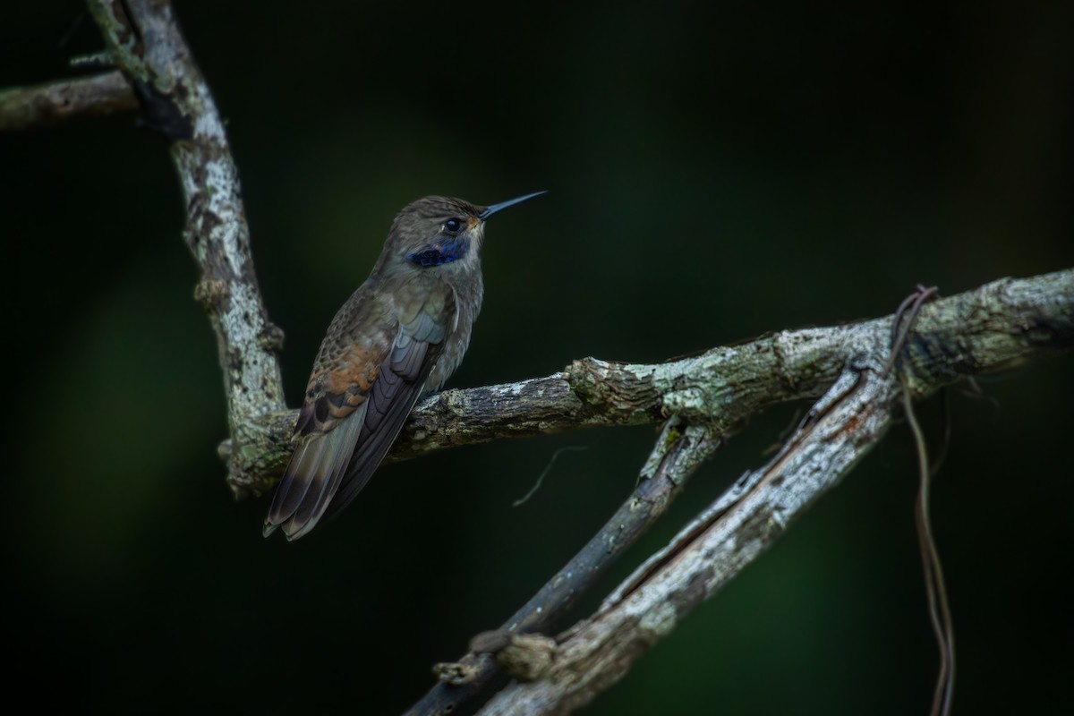 Brown Violetear - Antonio Rodriguez-Sinovas