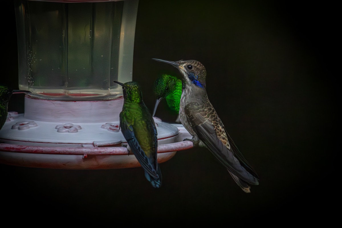 Brown Violetear - Antonio Rodriguez-Sinovas