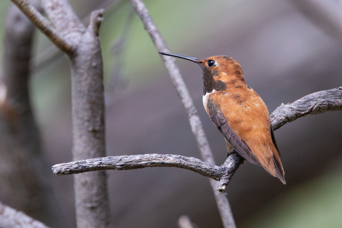 Rufous Hummingbird - ML641570575