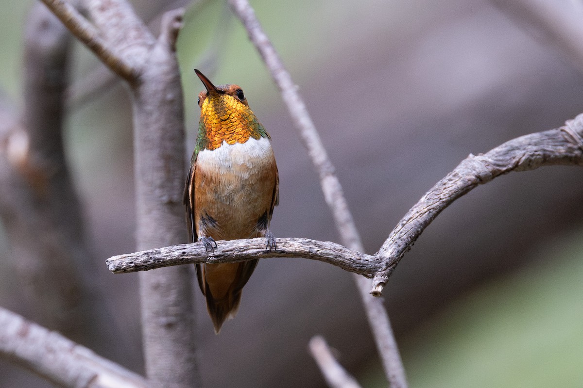 Rufous Hummingbird - ML641570576