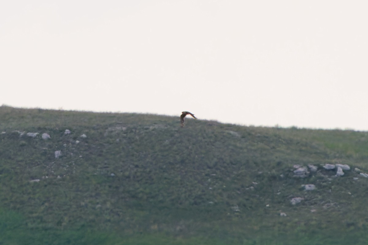 Prairie Falcon - ML641570613