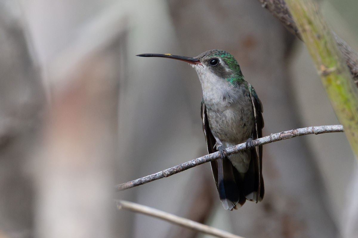 Broad-billed Hummingbird - ML641570625