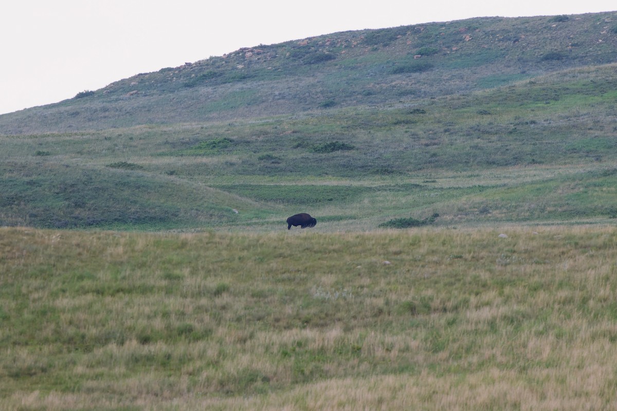 Animals - ML641570627