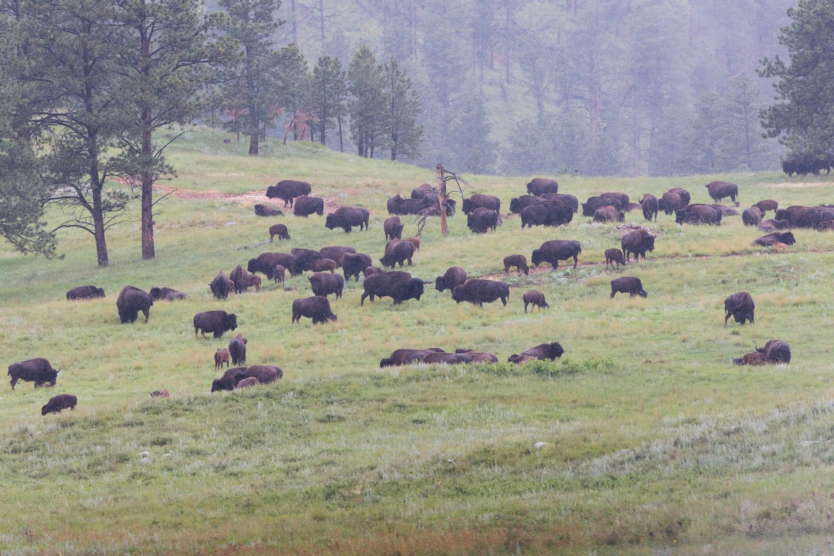 Animals - ML641570632