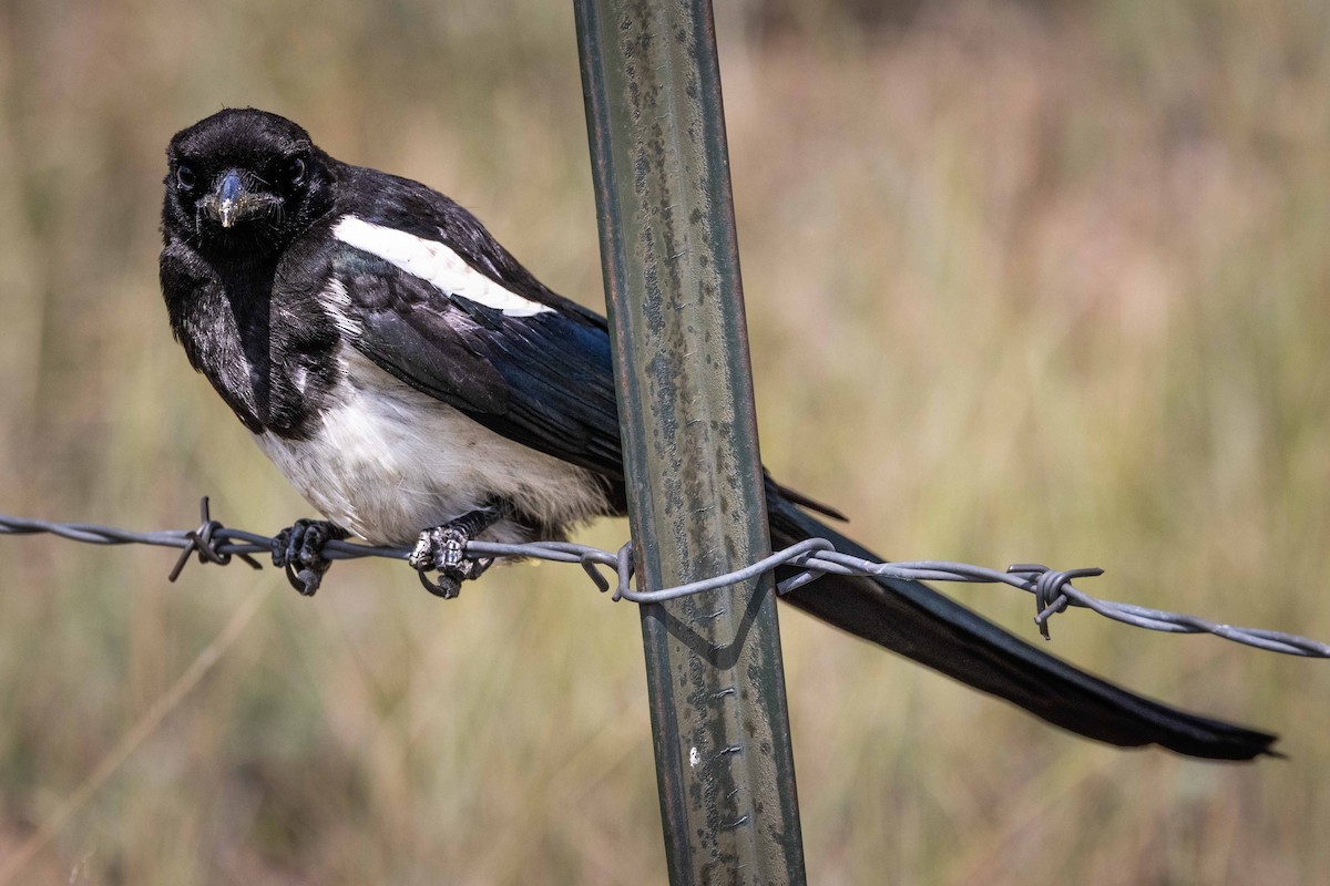 Black-billed Magpie - ML641570635