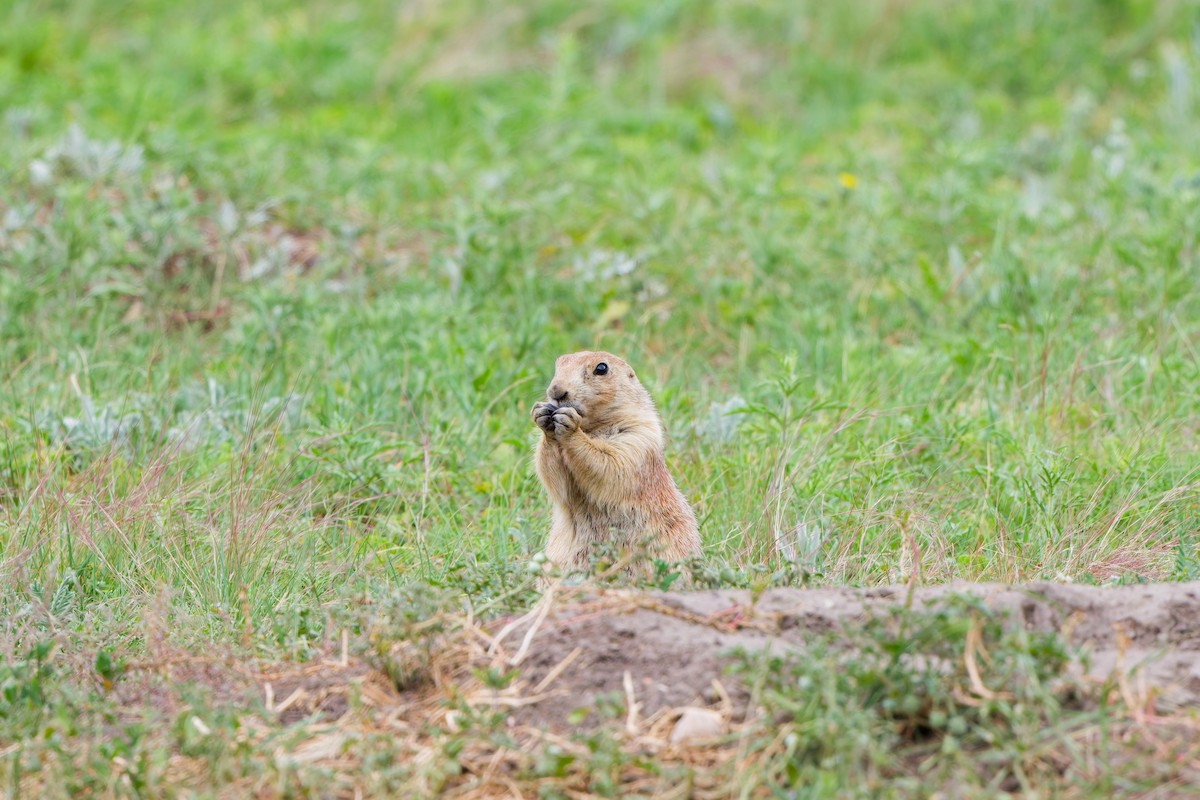 Animals - ML641570642