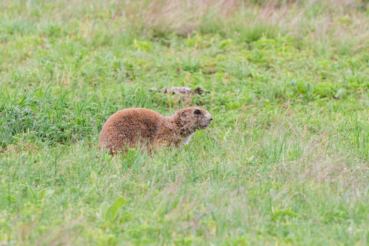 Animals - ML641570643