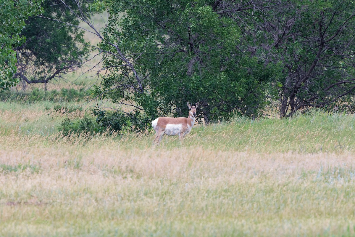 Animals - ML641570651