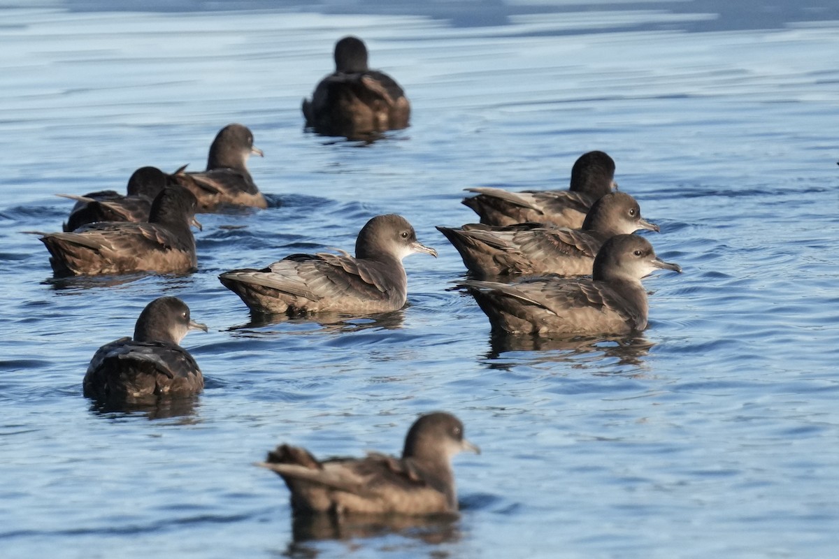 Short-tailed Shearwater - ML641570674