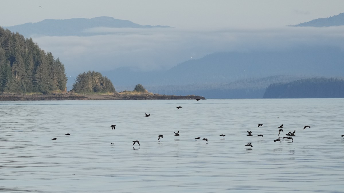 Short-tailed Shearwater - ML641570678