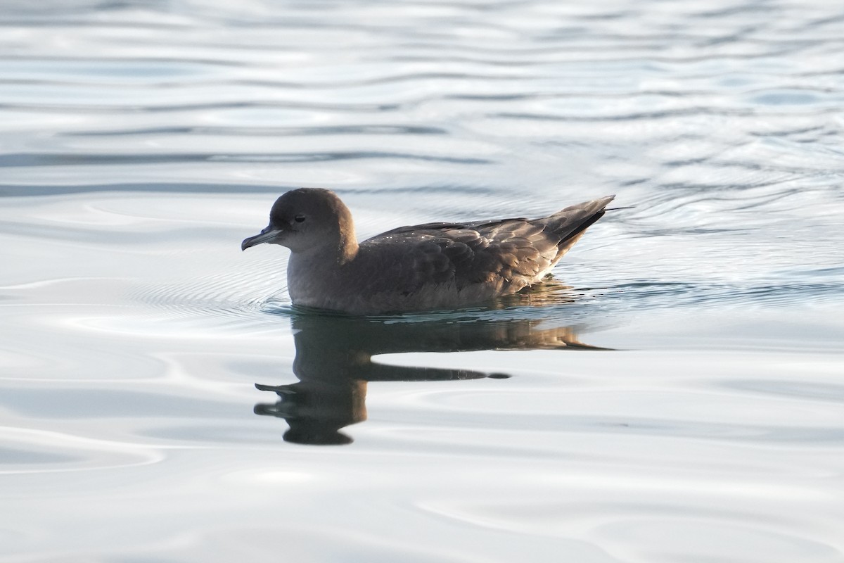 Short-tailed Shearwater - ML641570681