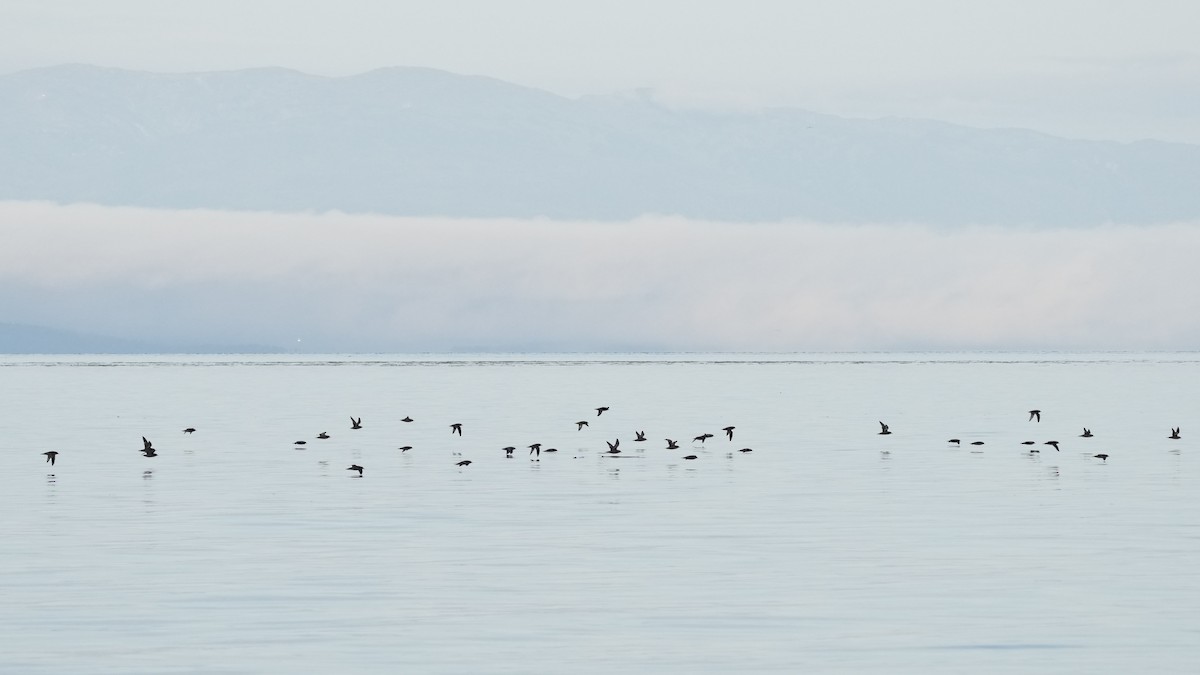 Short-tailed Shearwater - ML641570684