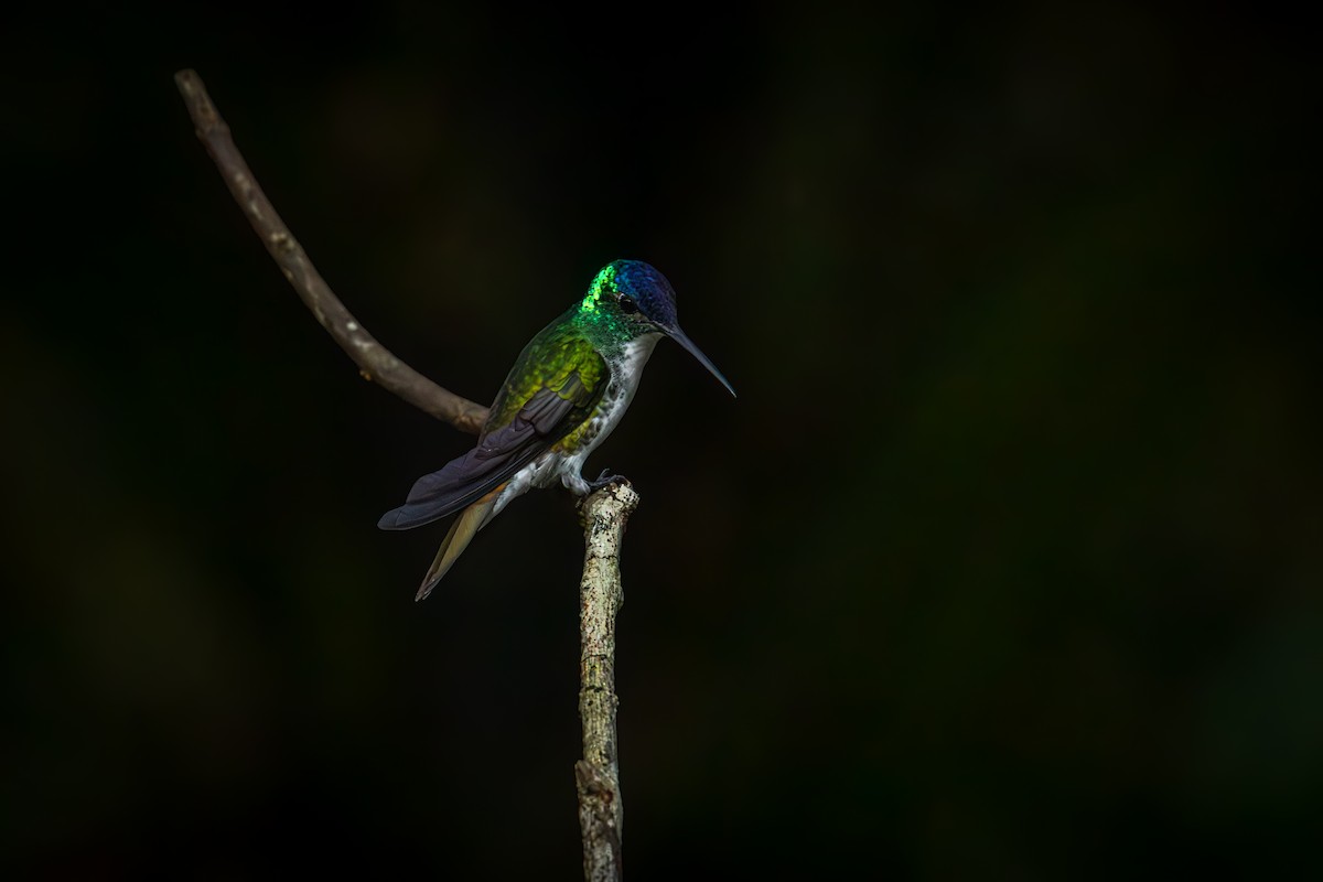 Andean Emerald - Antonio Rodriguez-Sinovas