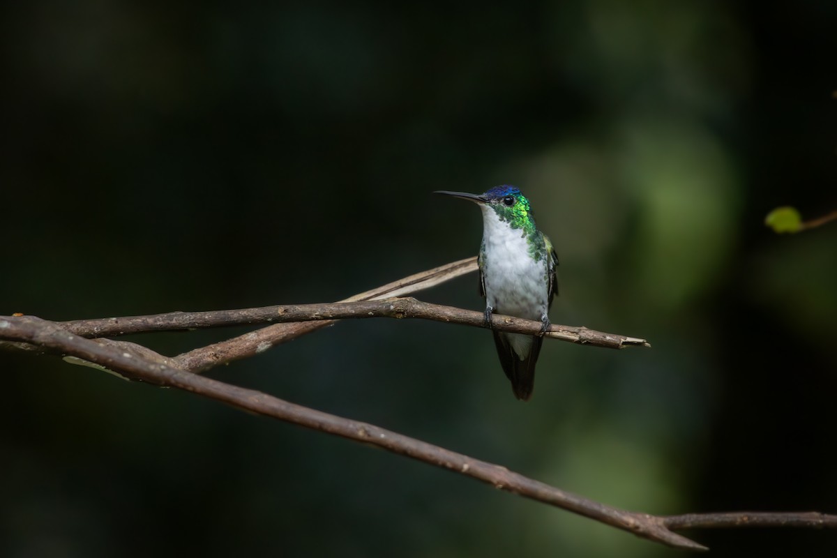 Andean Emerald - Antonio Rodriguez-Sinovas