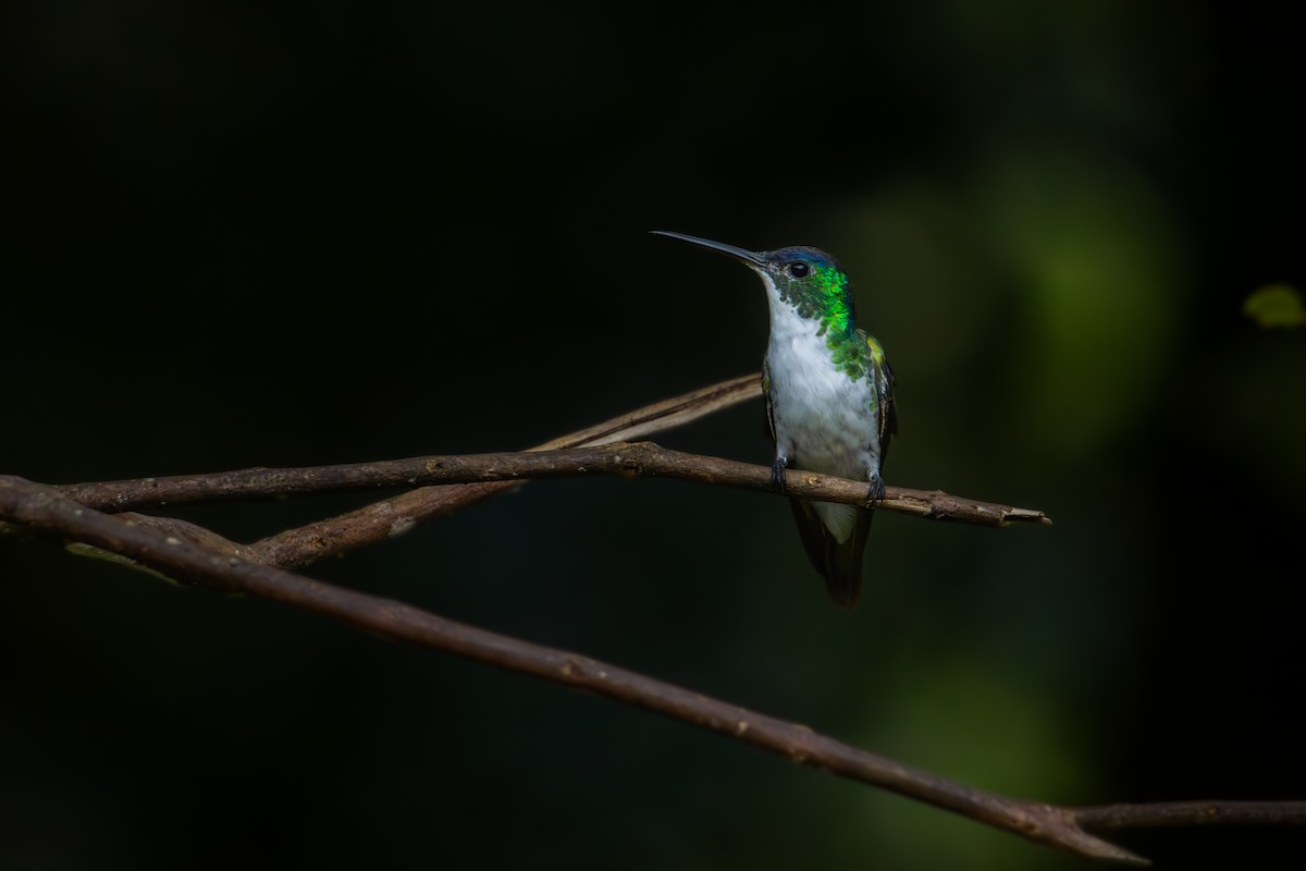 Andean Emerald - Antonio Rodriguez-Sinovas