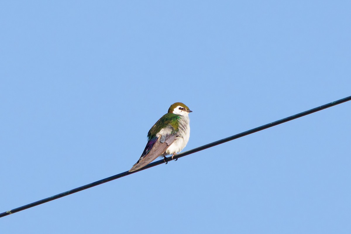 Violet-green Swallow - ML641570708