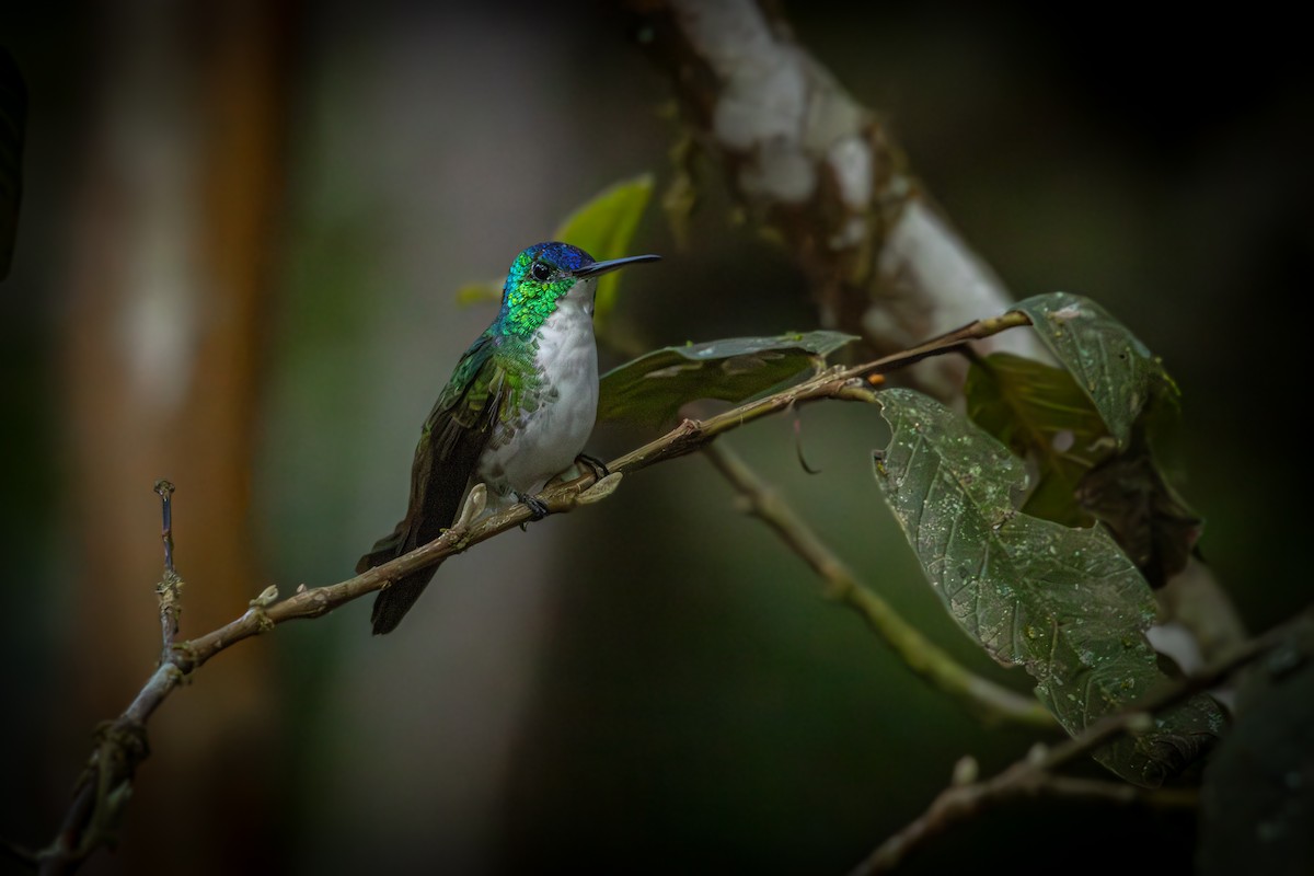 Andean Emerald - Antonio Rodriguez-Sinovas