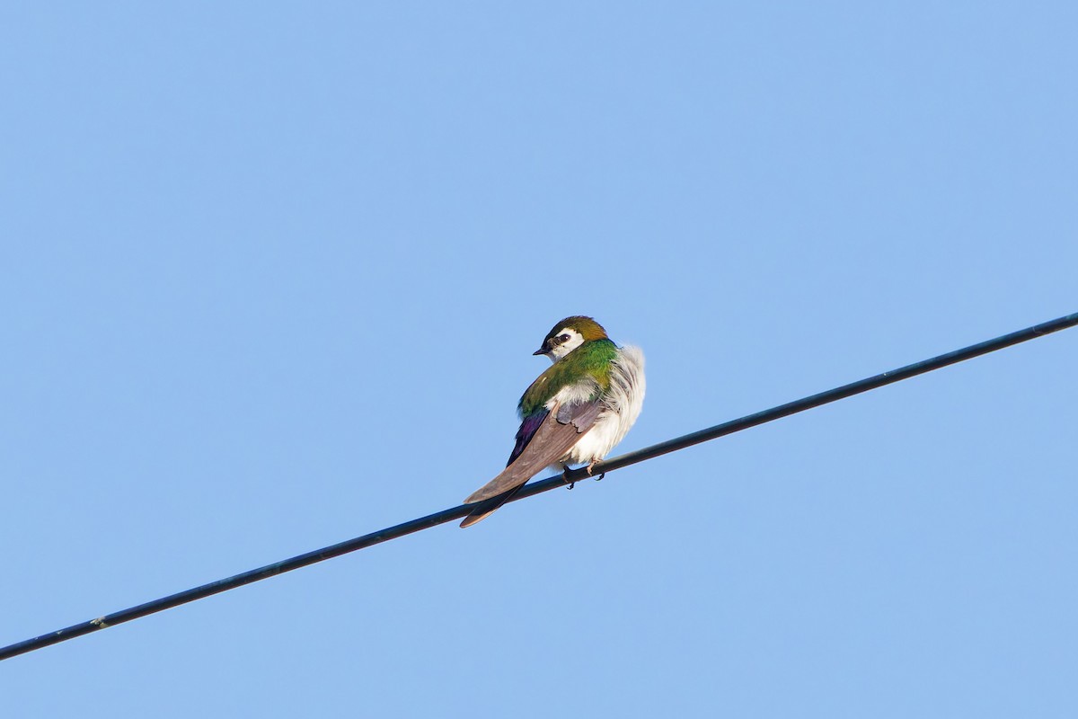 Violet-green Swallow - ML641570720