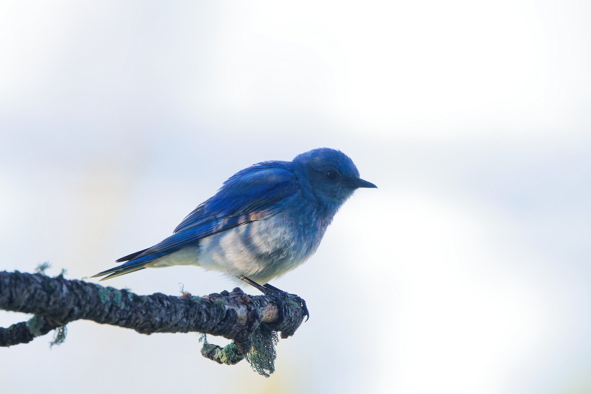 Mountain Bluebird - ML641570737