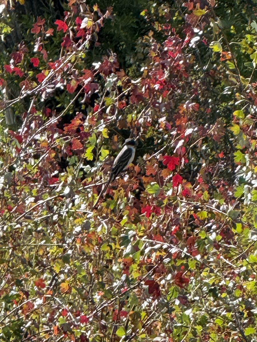 Eastern Kingbird - ML641570738