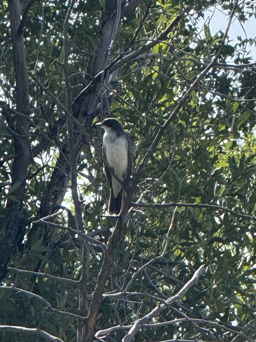 Eastern Kingbird - ML641570739