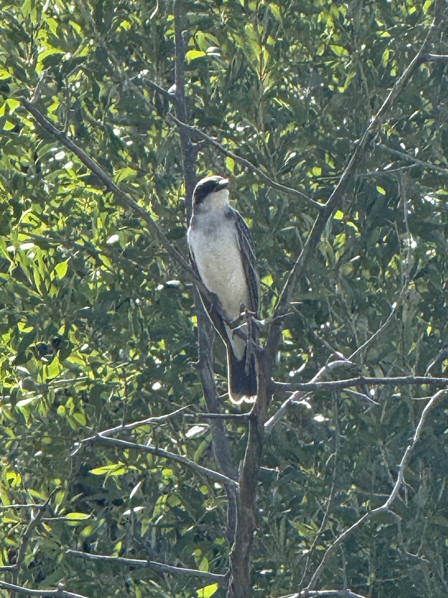 Eastern Kingbird - ML641570740