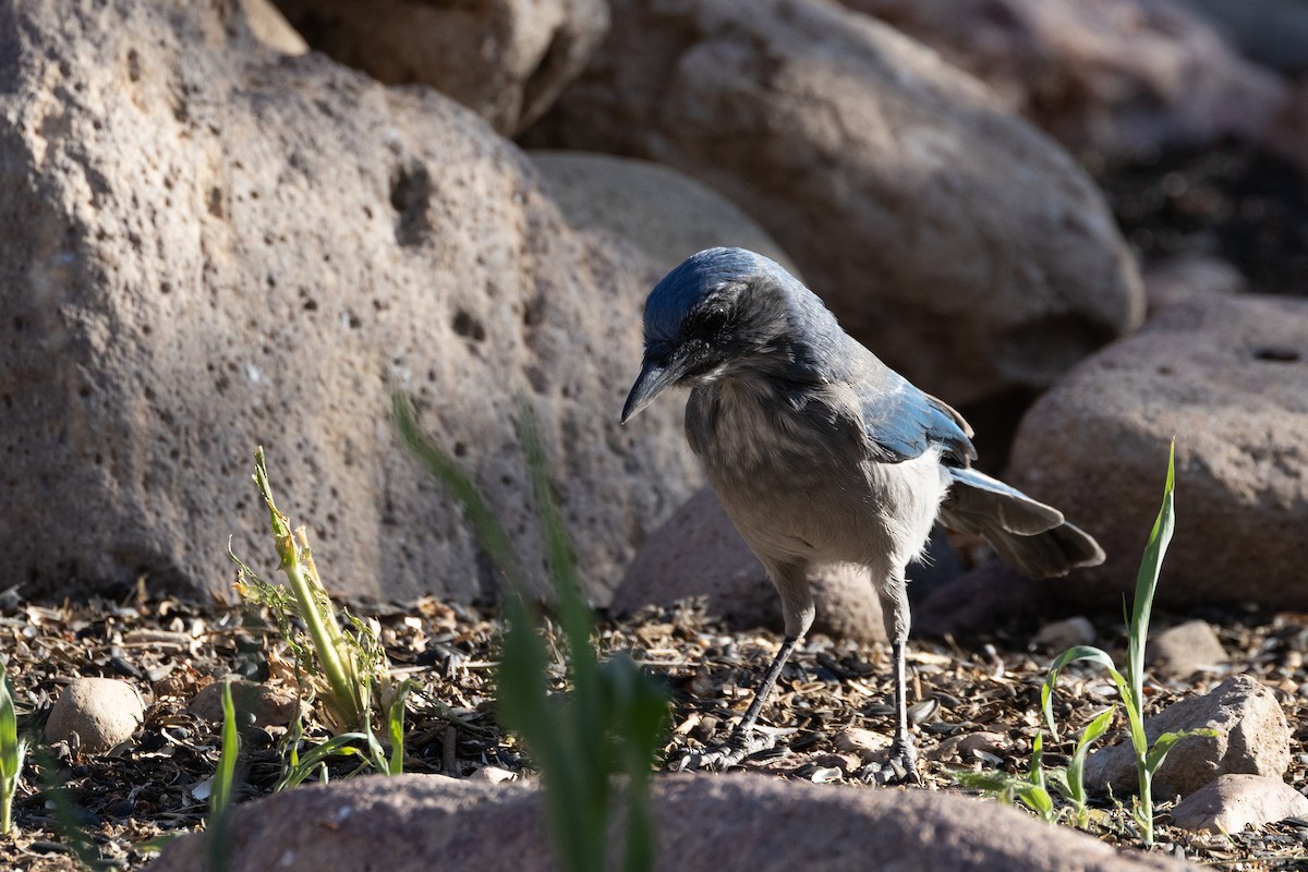 Woodhouse's Scrub-Jay - ML641570760