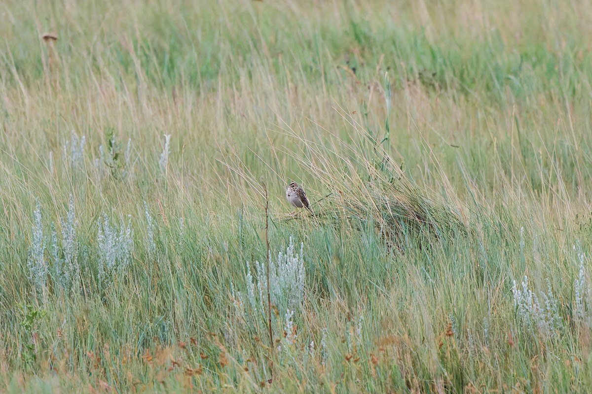 Baird's Sparrow - ML641570761