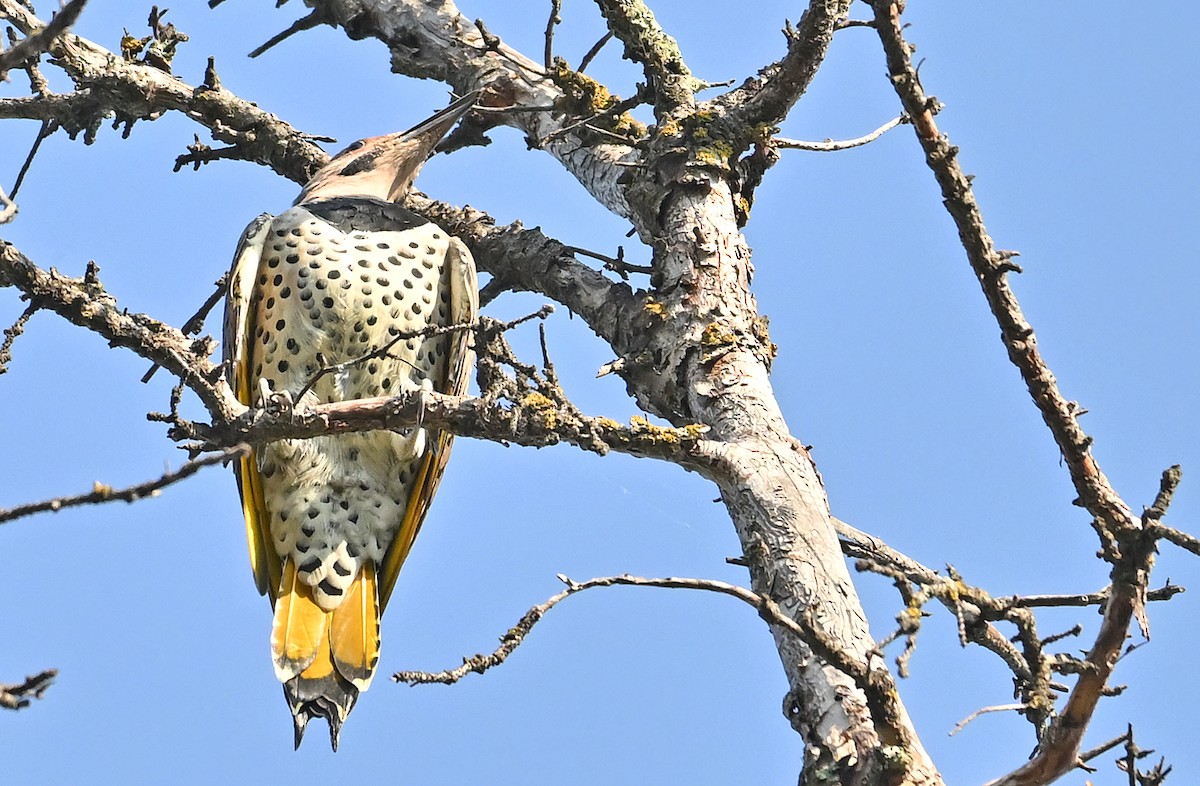 Northern Flicker (Yellow-shafted) - ML641570765