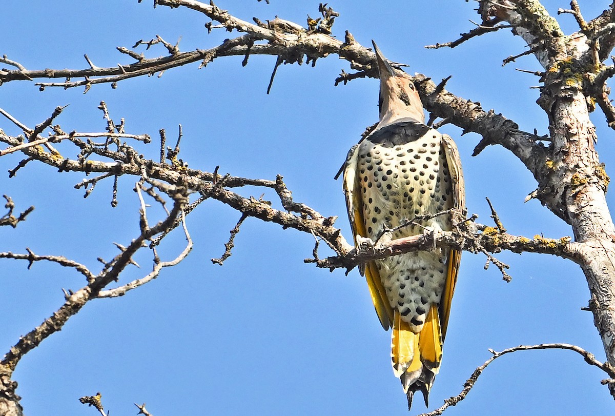 Northern Flicker (Yellow-shafted) - ML641570768