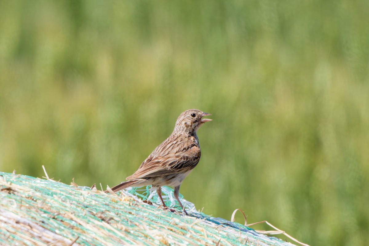 Vesper Sparrow - ML641570786