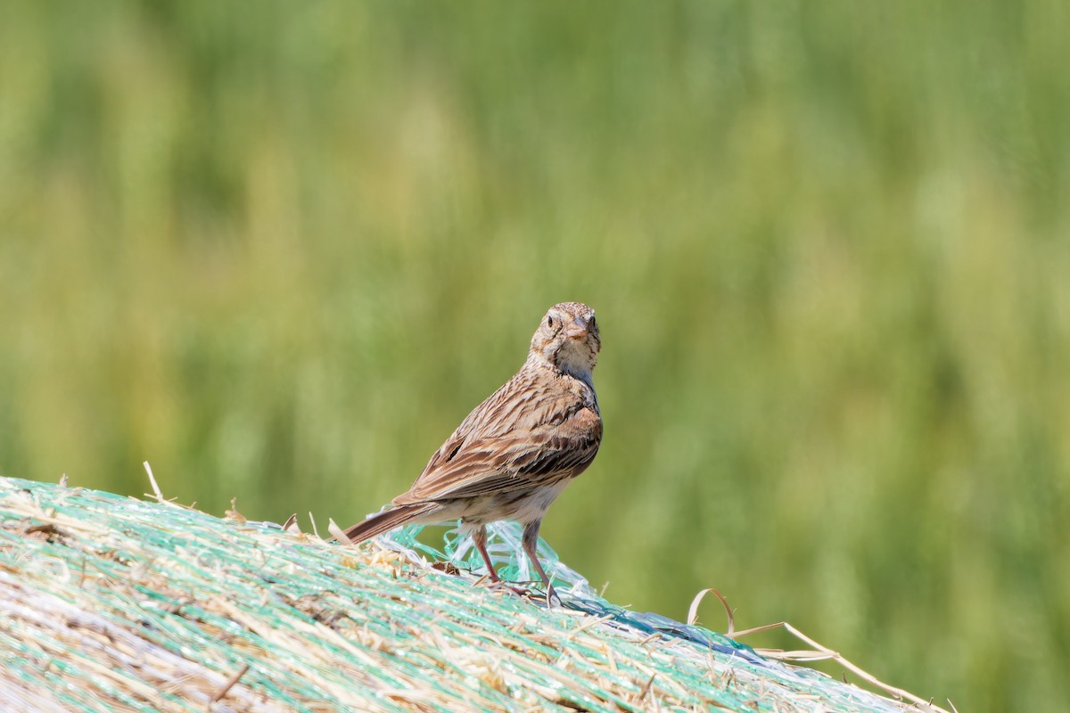 Vesper Sparrow - ML641570787