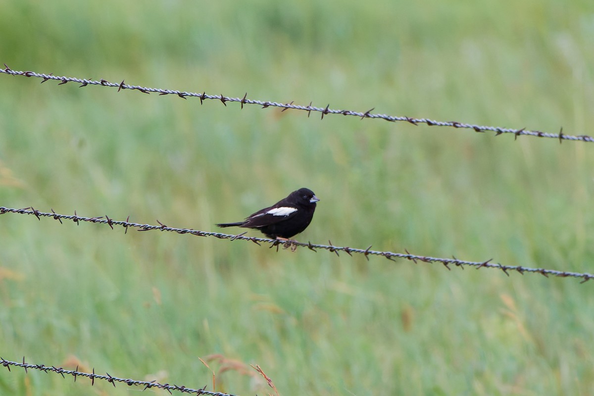 Lark Bunting - ML641570838