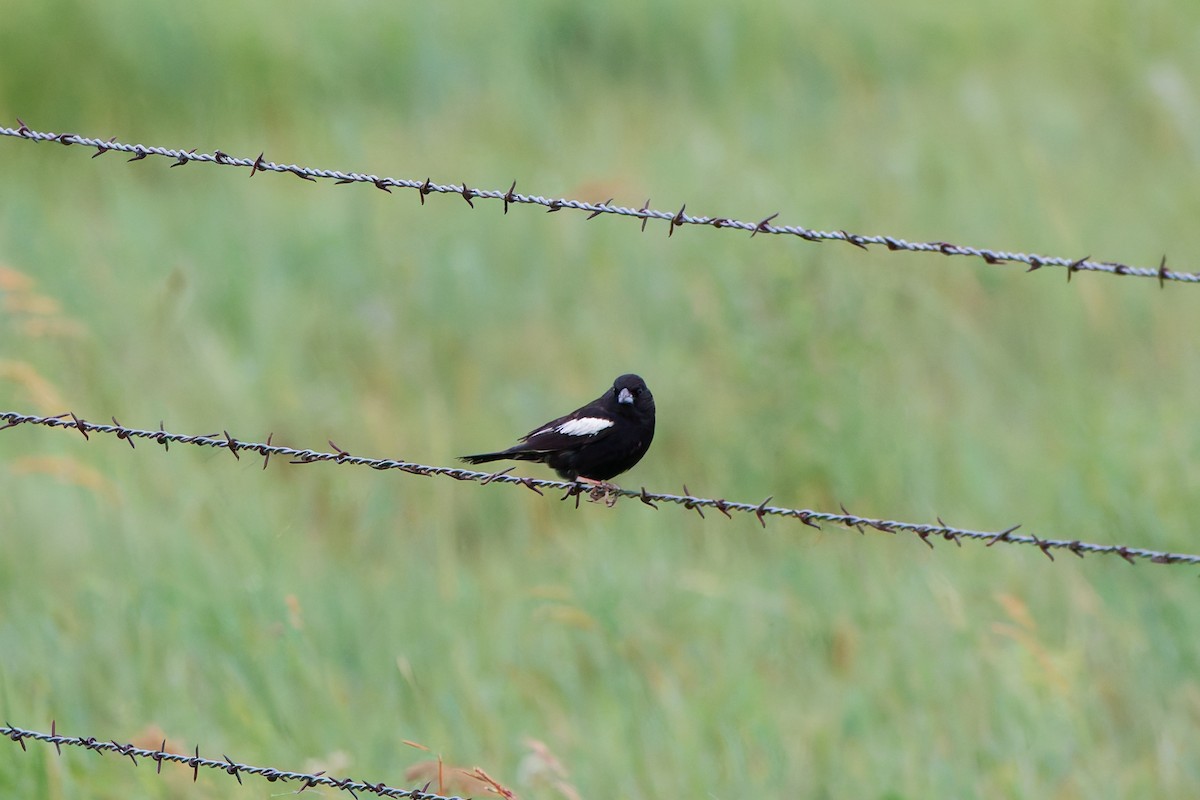 Lark Bunting - ML641570839