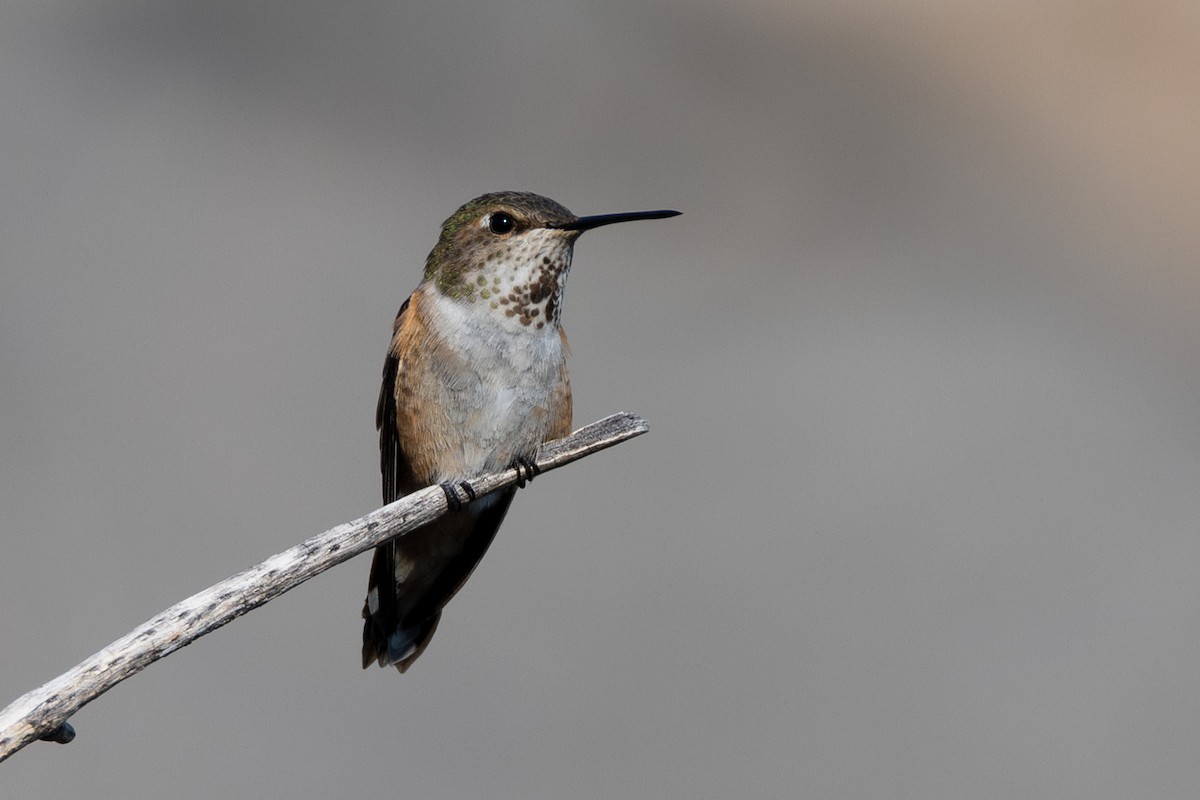 Rufous/Allen's Hummingbird - ML641570851
