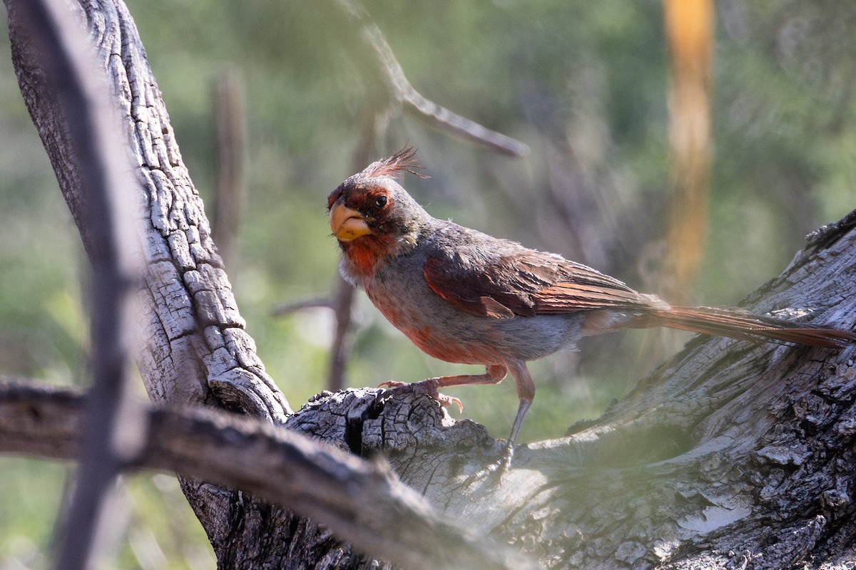 Pyrrhuloxia - ML641570865