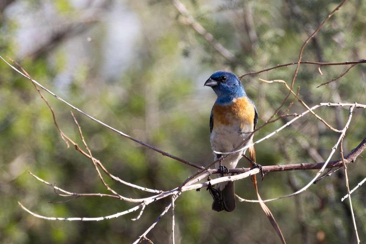 Lazuli Bunting - ML641570893