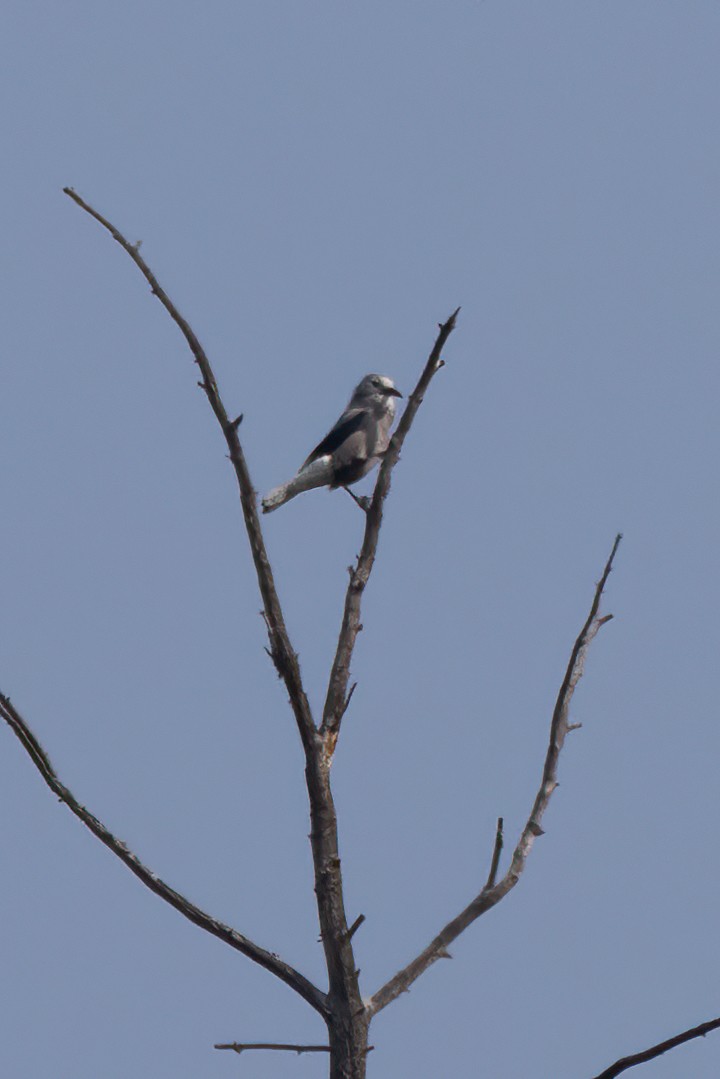 Clark's Nutcracker - ML641570935