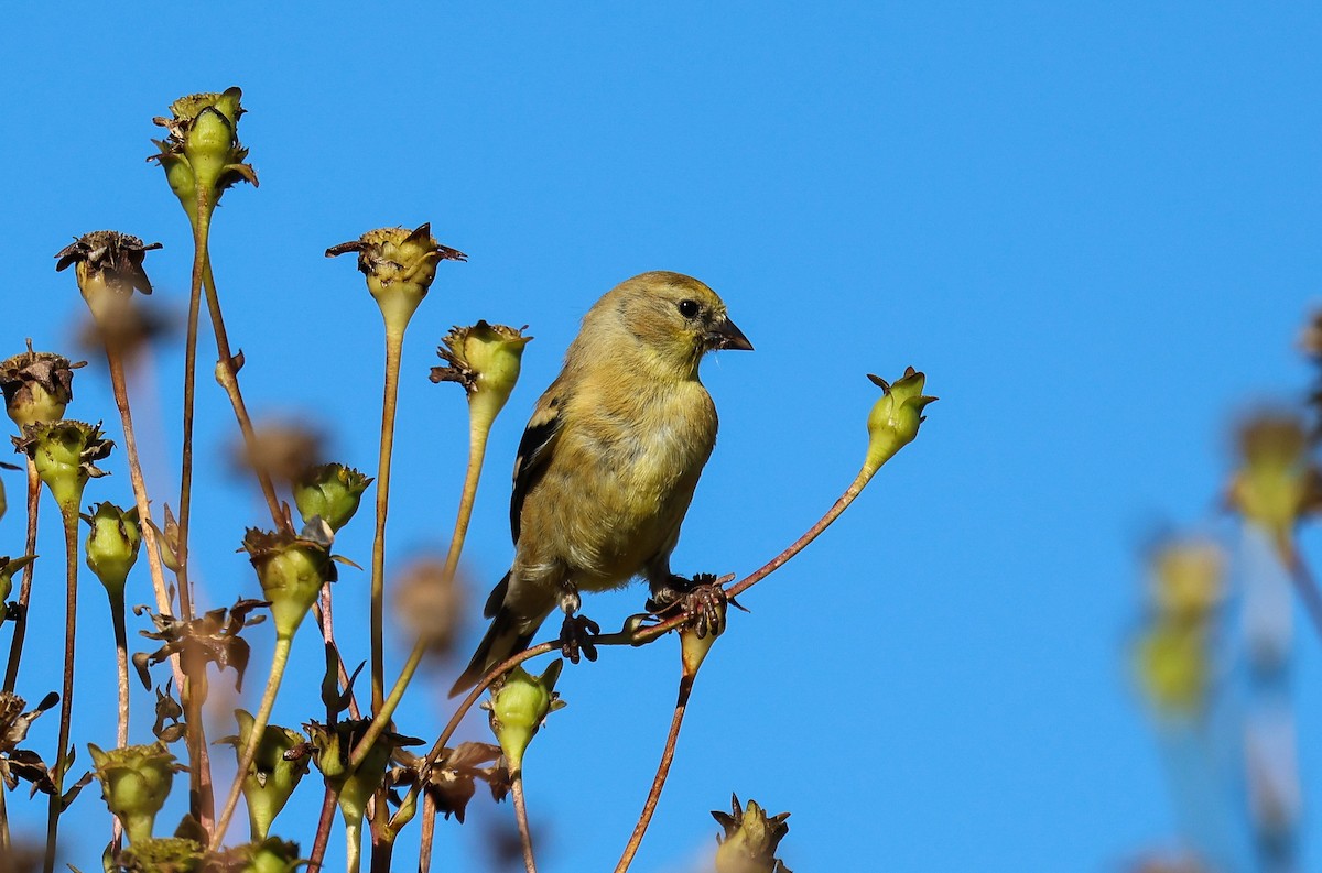 American Goldfinch - ML641570936