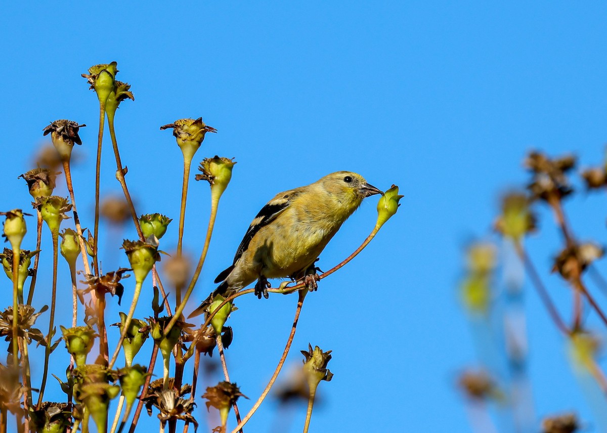 American Goldfinch - ML641570937