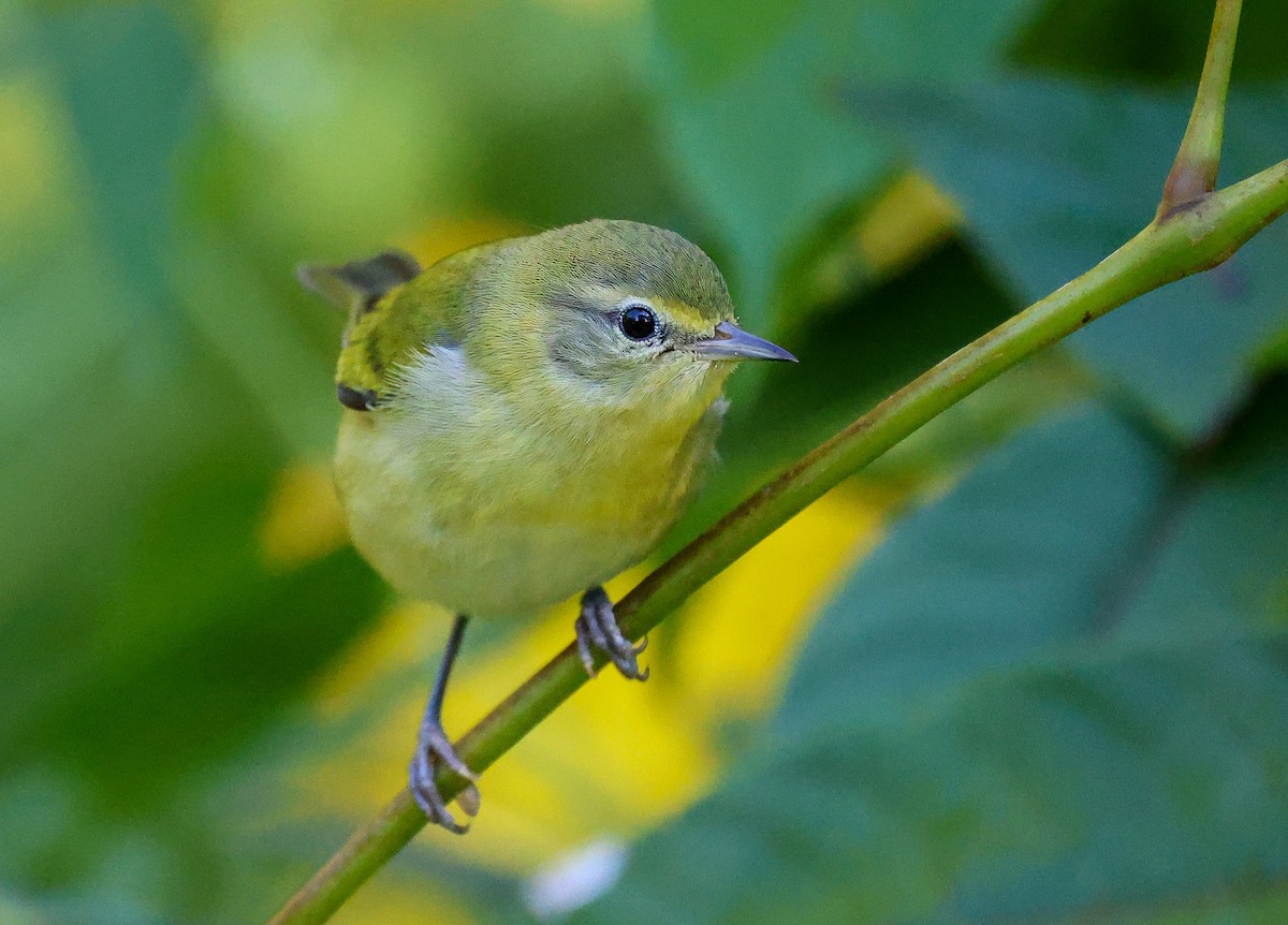 Tennessee Warbler - ML641570965