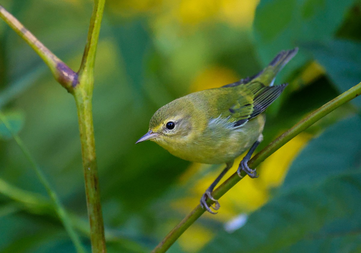 Tennessee Warbler - ML641570966