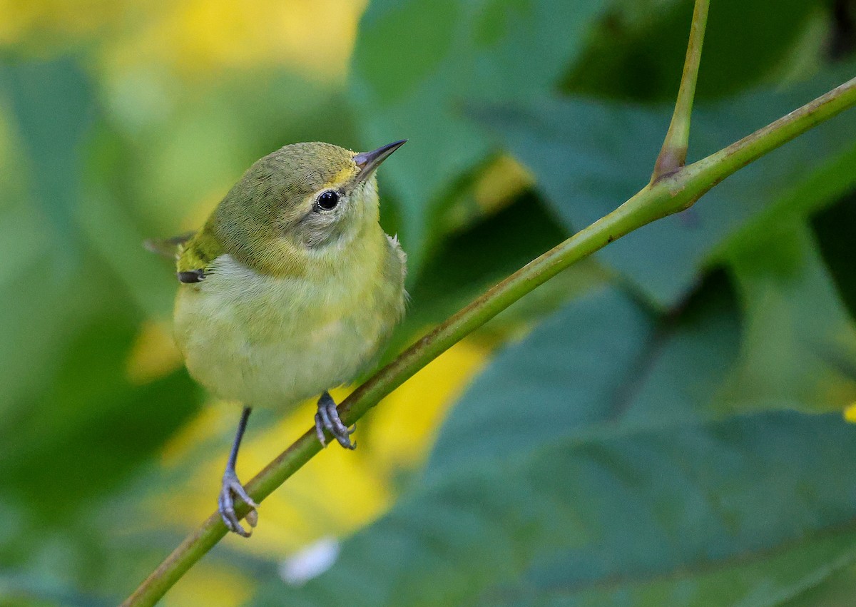 Tennessee Warbler - ML641570967