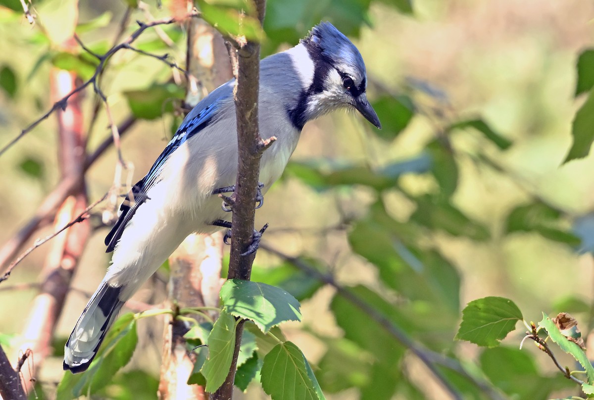 Blue Jay - ML641570976